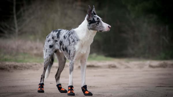 Long Distance TrueLove Hundvandringsskor Orange 2 st Välj storlek: 8