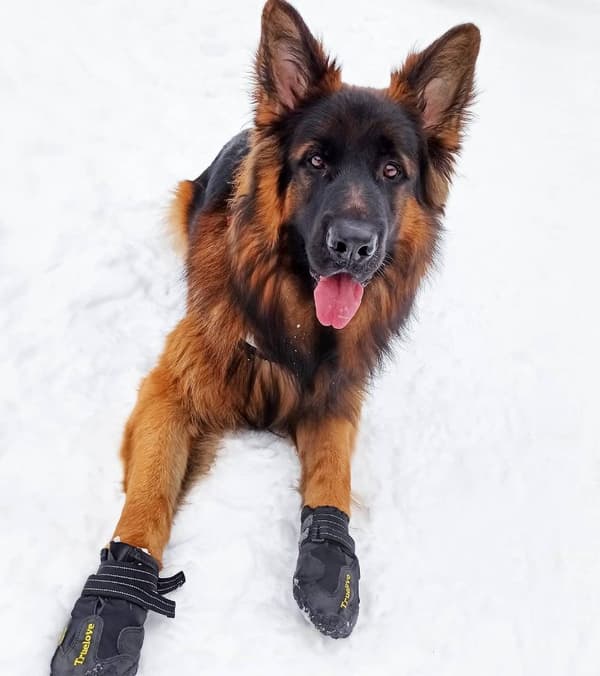 Travel Truelove Vandring Hundskor 4 st Svarta Välj storlek: 7