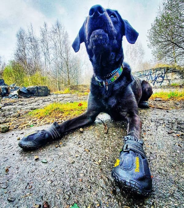 Travel Truelove Vandring Hundskor 4 st Svarta Välj storlek: 7