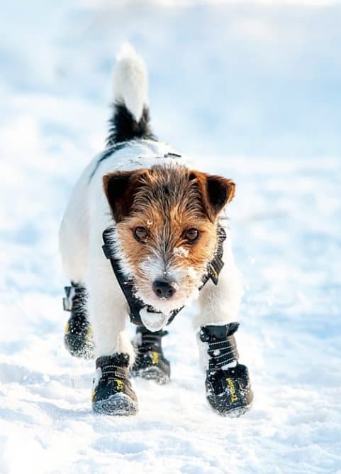 Travel Truelove Vandring Hundskor 4 st Svarta Välj storlek: 7