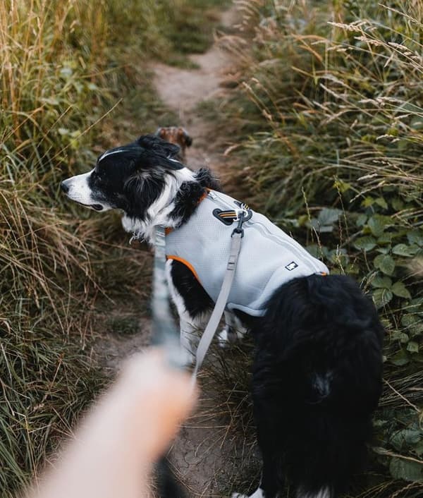 Truelove kølevest til hunde orange Vælg størrelse: XS