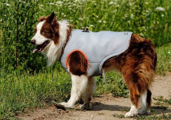 Truelove kølevest til hunde orange Vælg størrelse: XS