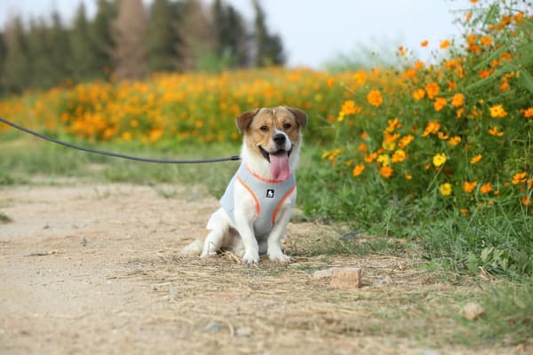 Truelove kølevest til hunde orange Vælg størrelse: XS