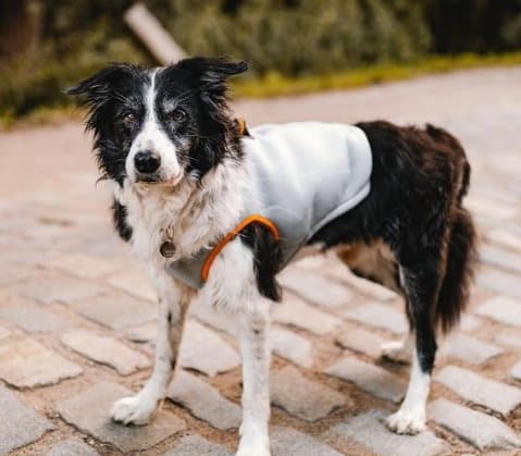 Truelove kølevest til hunde orange Vælg størrelse: XS
