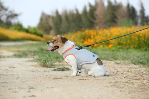 Truelove kølevest til hunde orange Vælg størrelse: XS