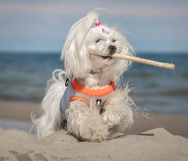 Truelove kølevest til hunde orange Vælg størrelse: XS