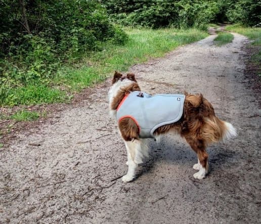 Truelove kølevest til hunde orange Vælg størrelse: XS