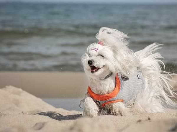 Truelove kølevest til hunde orange Vælg størrelse: XS