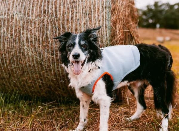 Truelove kølevest til hunde orange Vælg størrelse: XS