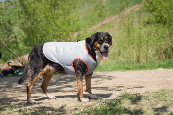 Truelove kølevest til hunde orange Vælg størrelse: M