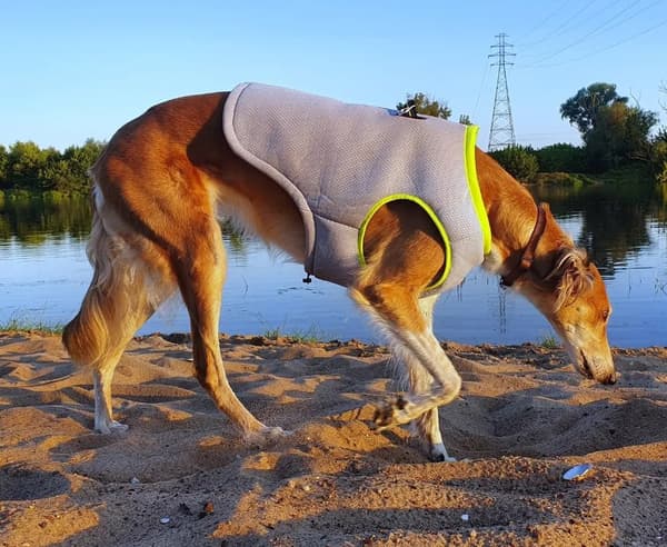 Truelove kølevest til hunde Lime Vælg størrelse: XXL
