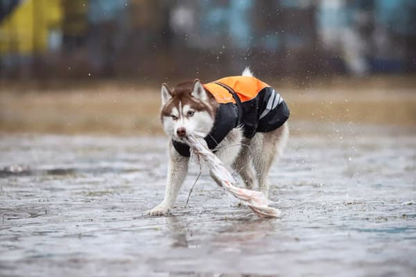 TRUELOVE M regntæppe til små hunde