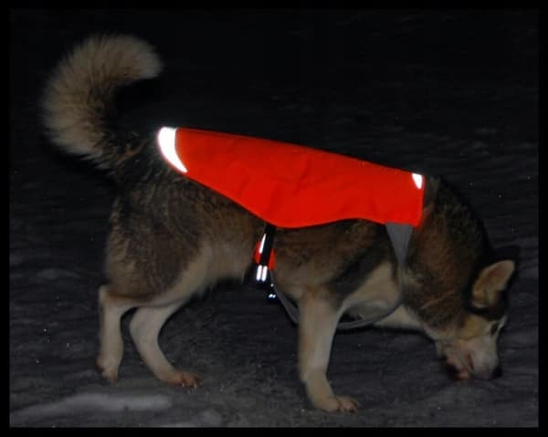 Truelove Reflekterende Hundevest Orange Regntæt Størrelse S