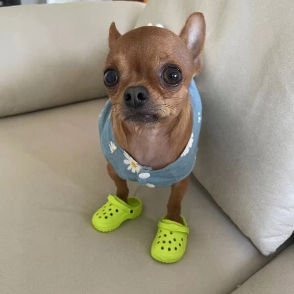 Sko FLIP-FLOPS Skridsikre til DYR HUNDE KATTE TRÆSKO 1 PAR BLÅ