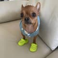 Miniatyrbillede 11 af 11: Sko FLIP-FLOPS Skridsikre til DYR HUNDE KATTE TRÆSKO 1 PAR BLÅ