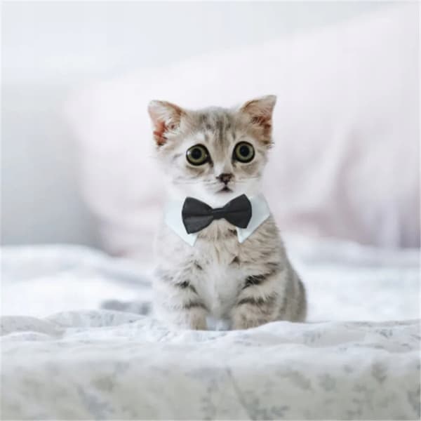 SLIPS TIL HUNDE OG KATTE Universal Velcro ELEGANT FESTOUTFIT størrelse L