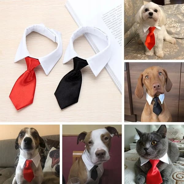 SLIPS TIL HUND OG KAT Universal Velcro ELEGANT FESTOUTFIT størrelse L