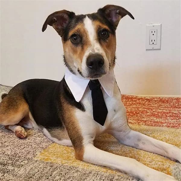 SLIPS TIL HUND OG KAT Universal Velcro ELEGANT FESTOUTFIT størrelse L