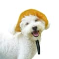 Miniatyrbillede 3 af 4: INF Gul fløjlsagtig kæledyrs bucket hat - til store hunde  XS