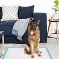 Miniatyrbild 7 av 8: Hundkissmattor, 150 stycken Extra Stora, 75x75 cm