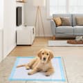 Miniatyrbild 1 av 8: Hundkissmattor, 150 stycken Extra Stora, 75x75 cm