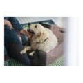 Miniatyrbild 2 av 4: Dog Sofa Hunter Boston 80x60 cm Brun