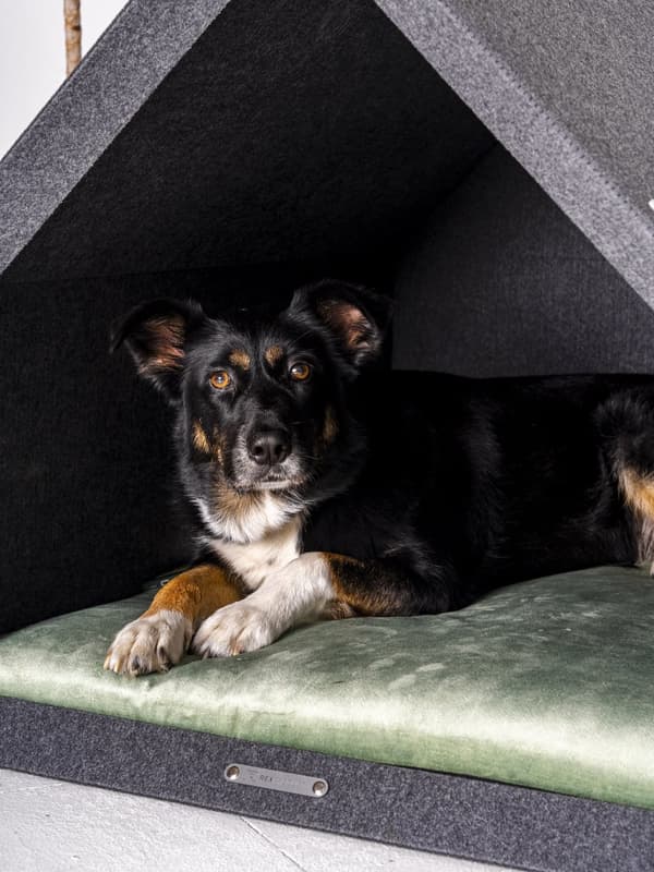 Rexproduct Pethome 2.0 moderne økologisk hundegård lysegrå med farverig madras