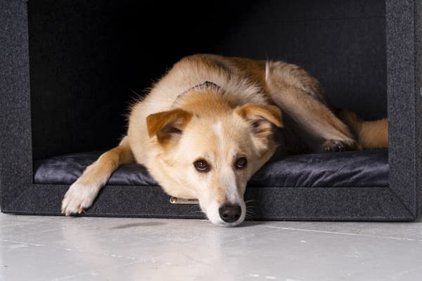 Rexproduct Pethome 2.0 moderne økologisk hundegård lysegrå med farverig madras