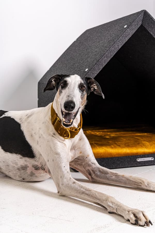 Rexproduct Pethome 2.0 moderne økologisk hundegård lysegrå med farverig madras