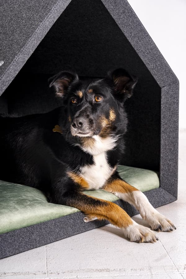 Rexproduct Pethome 2.0 moderne økologisk hundegård lysegrå med farverig madras