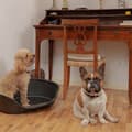 Miniatyrbillede 6 af 6: Hund Bed Ferplast Siesta Deluxe 6 Sort 70,5 x 52 x 23,5 cm
