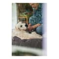 Miniatyrbilde 3 av 4: Hundesofa Hunter Boston Brun (60 x 50 cm)