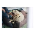 Miniatyrbilde 2 av 4: Hundesofa Hunter Boston Brun (60 x 50 cm)