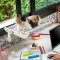 Pikkukuva 4 / 11: Kissan riippumatto Hamacat InnovaGoods