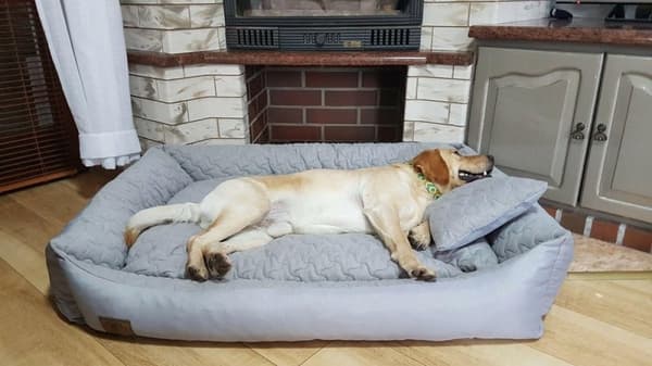 XXL Vandtæt Hundeseng 120x90cm - Nem Vask, Anti-Slip, Holdbar Komfort til Hunde