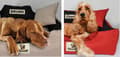 Miniatyrbillede 11 af 11: Hundeseng KINGDOG 145x115 cm personlig vandtæt grøn
