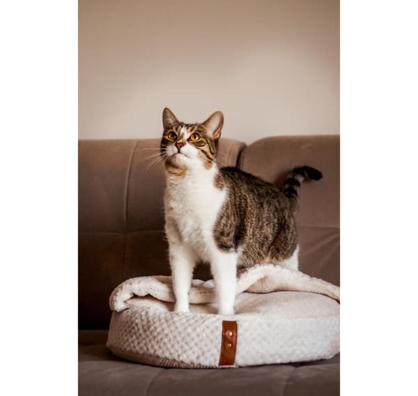 Sourcing, Paloma Cat Bed with Cover, 480x480x150 mm