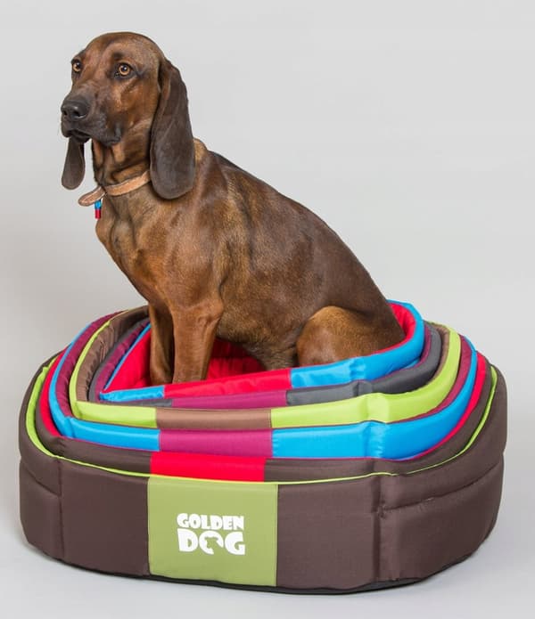 GOLDEN DOG LUX XXL -KOIRANPETI