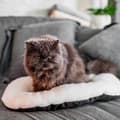 Miniatyrbillede 5 af 6: Hund Bed Ferplast