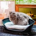 Miniatyrbillede 6 af 6: Hund Bed Ferplast