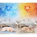 Miniatyrbild 6 av 10: Lollanda Självkylande hundmatta och kattmatta – tvättbar kylmatta för hund och katt, svalkande och bekväm, flera storlekar och färger