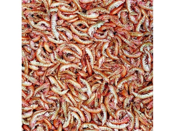 Tropisk GAMMARUS DANNE 1000ml