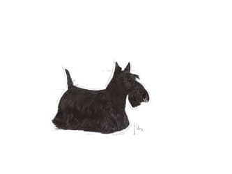 Royal Canin Mini Dermacomfort 1kg, Voksen, Grønnsaker, 1 kg