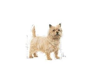 Royal Canin CCN MINI LIGHT WEIGHT CARE - kuivaruoka aikuisille koirille - 3 kg