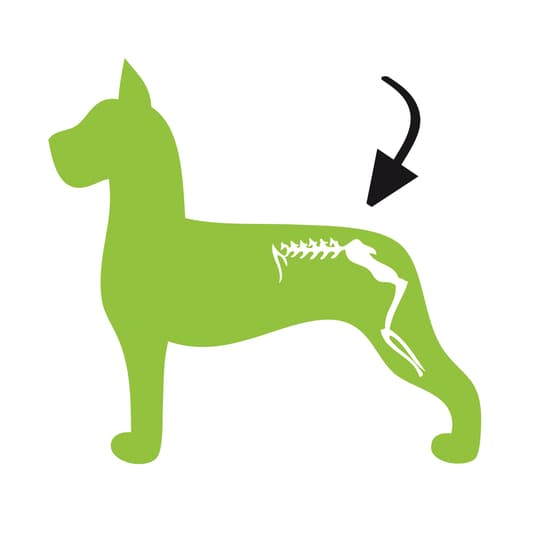 Dog Flex er perfekt til smøring af fleksible led og til stærke sener, knogler og ledbånd!