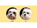Pikkukuva 2 / 4: Nature's Protection Superior Care White Dogs Adult Small - Pienikokoisten valkoisten koirien ruoka 1,5 kg