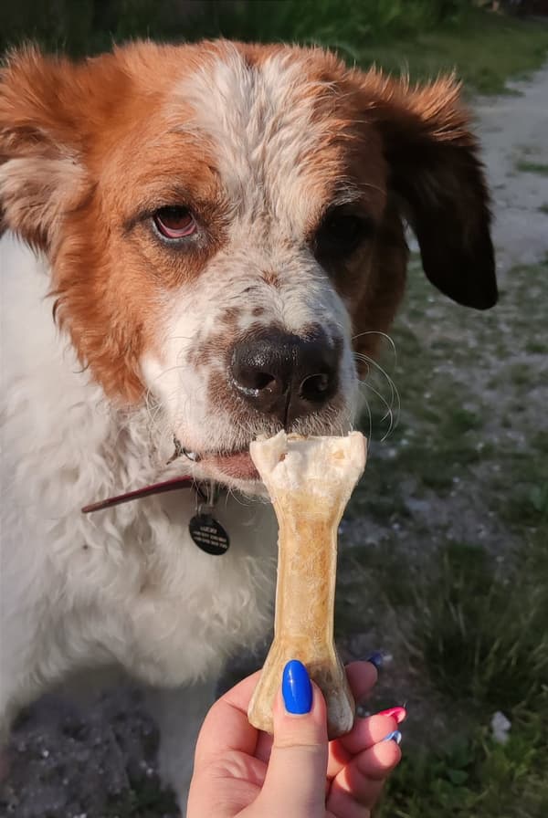 Tuggbar skål med benfyllning och anka, nötkött och hallon