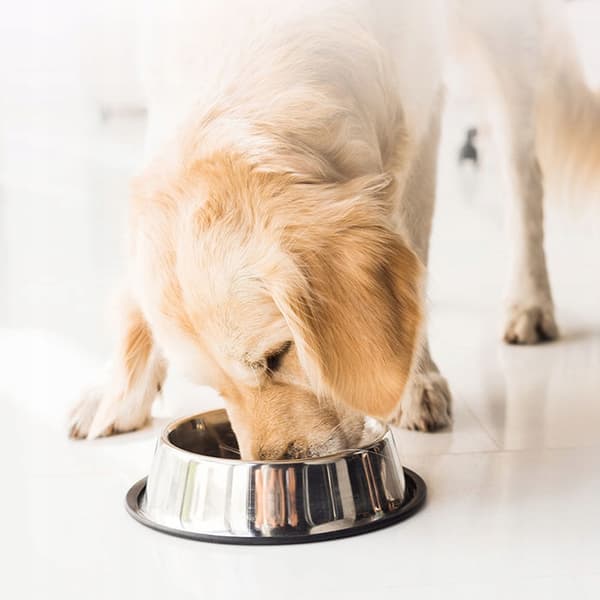 FITMIN Hundfoder Mini torrfoder för hundar LAMM NÖTKÖTT 2,5 kg