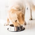 Pikkukuva 6 / 8: FITMIN PUPPY MINI kuiva koiranruoka pennuille LAMMAS NAUTAA 2,5 kg