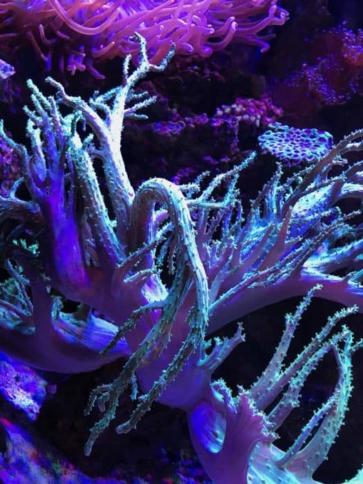 Underhåll - behandling Seachem - 116121705 - Reef Fusion 2 av kalciumjonisk, 1 liter